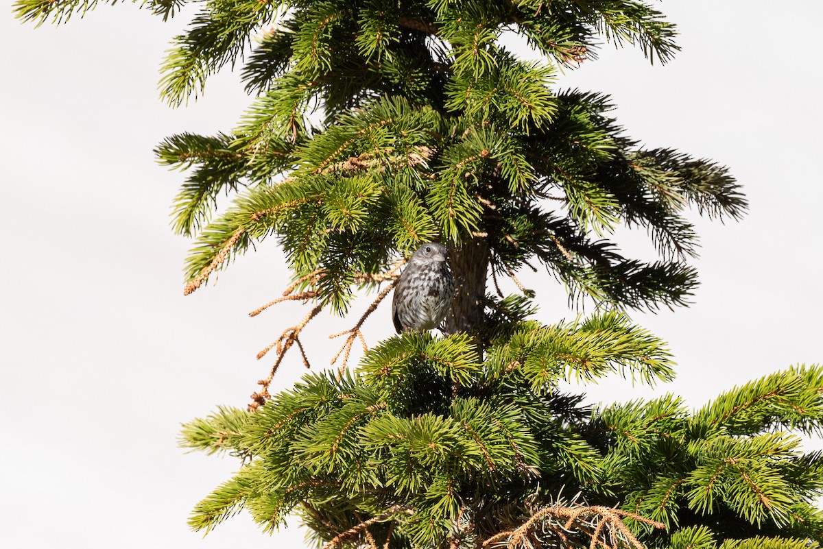 Fox Sparrow (Slate-colored) - ML620355202