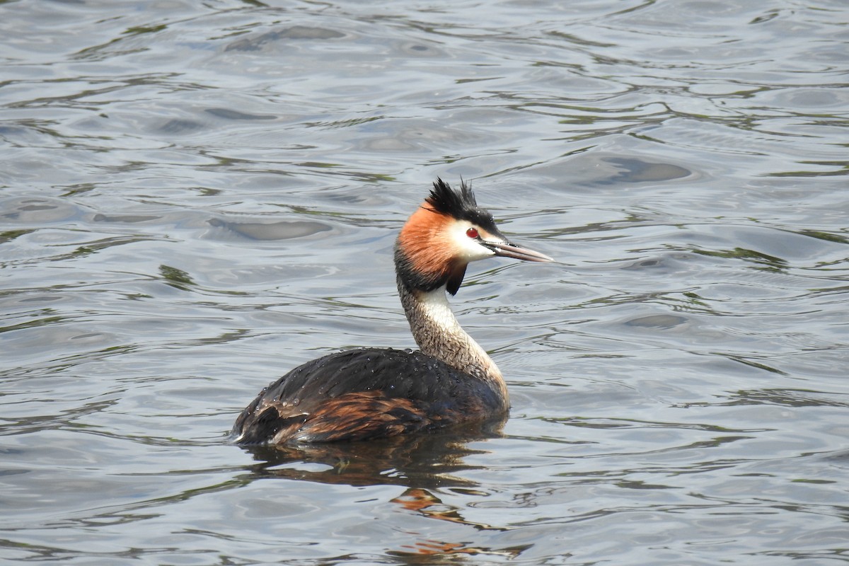 Great Crested Grebe - ML620355203