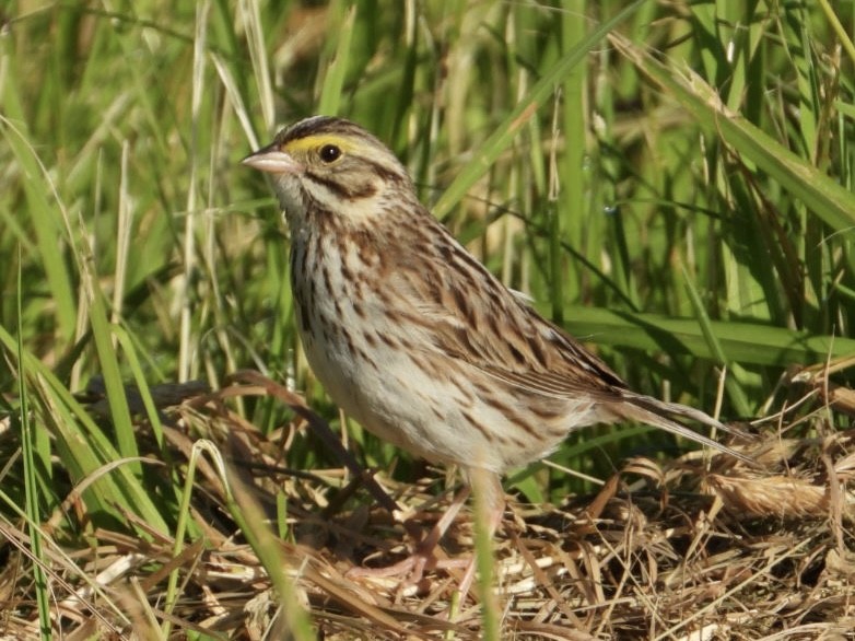 Savannah Sparrow - ML620355204