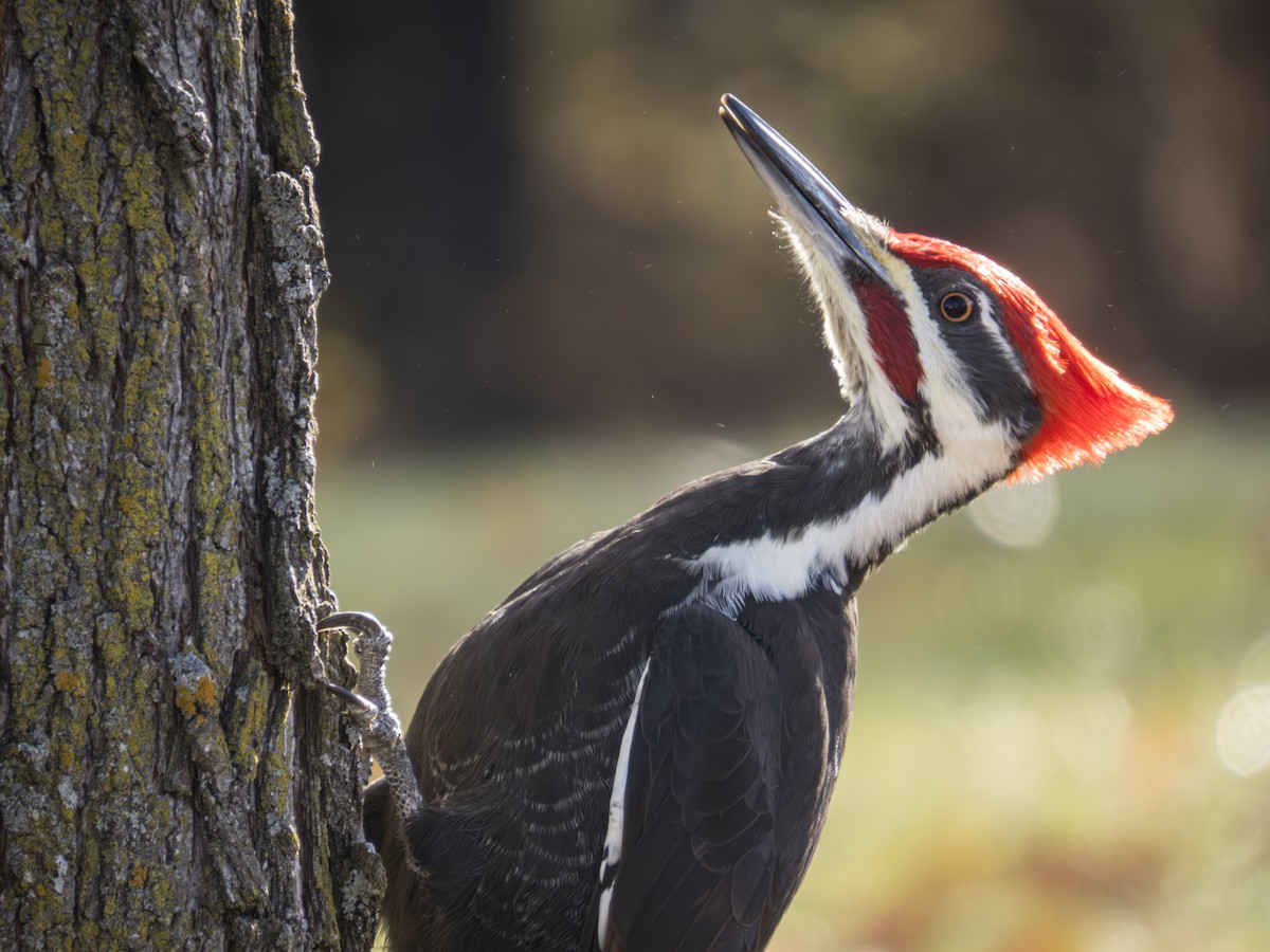 Pileated Woodpecker - ML620355205