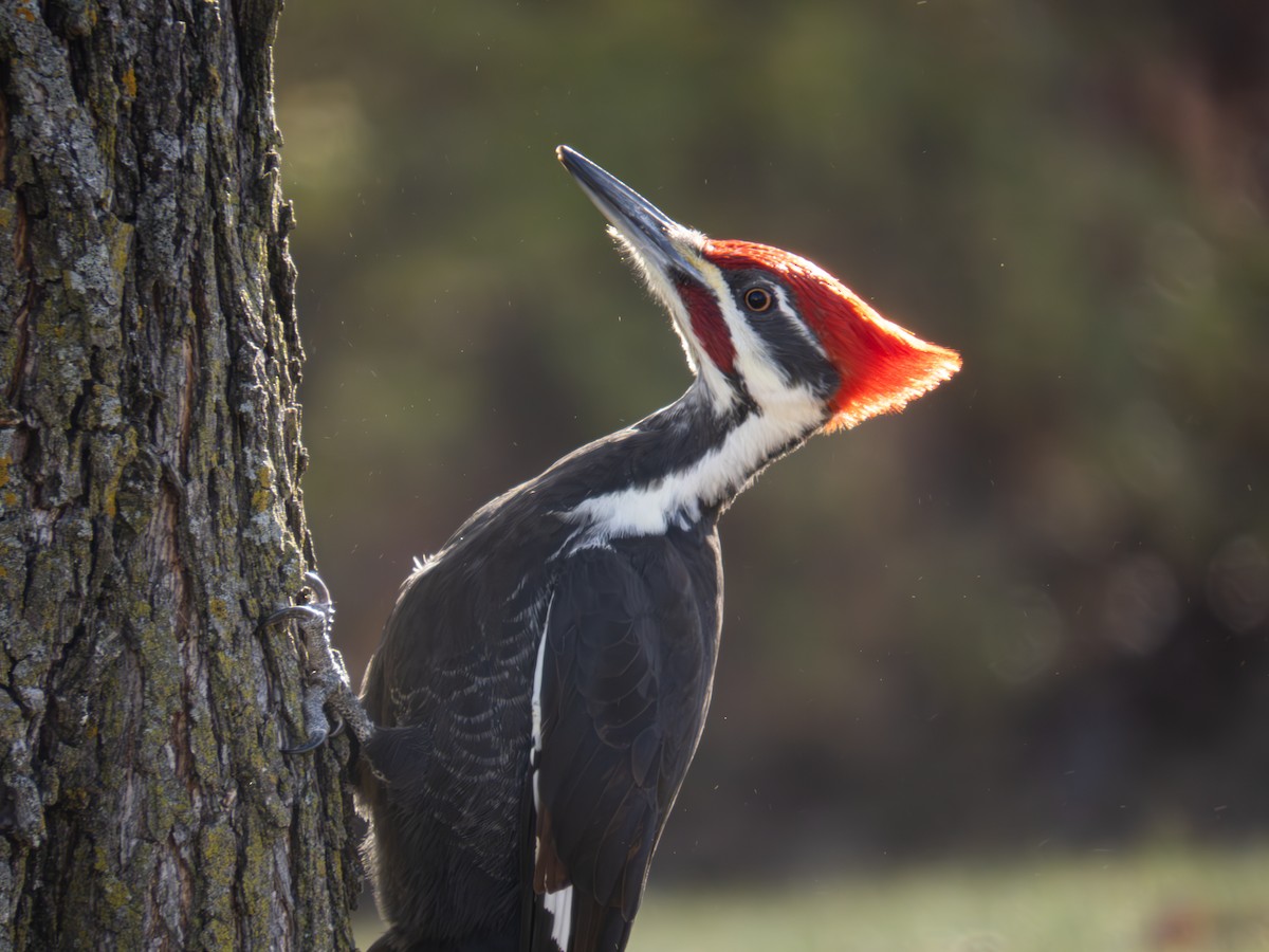 Pileated Woodpecker - ML620355206