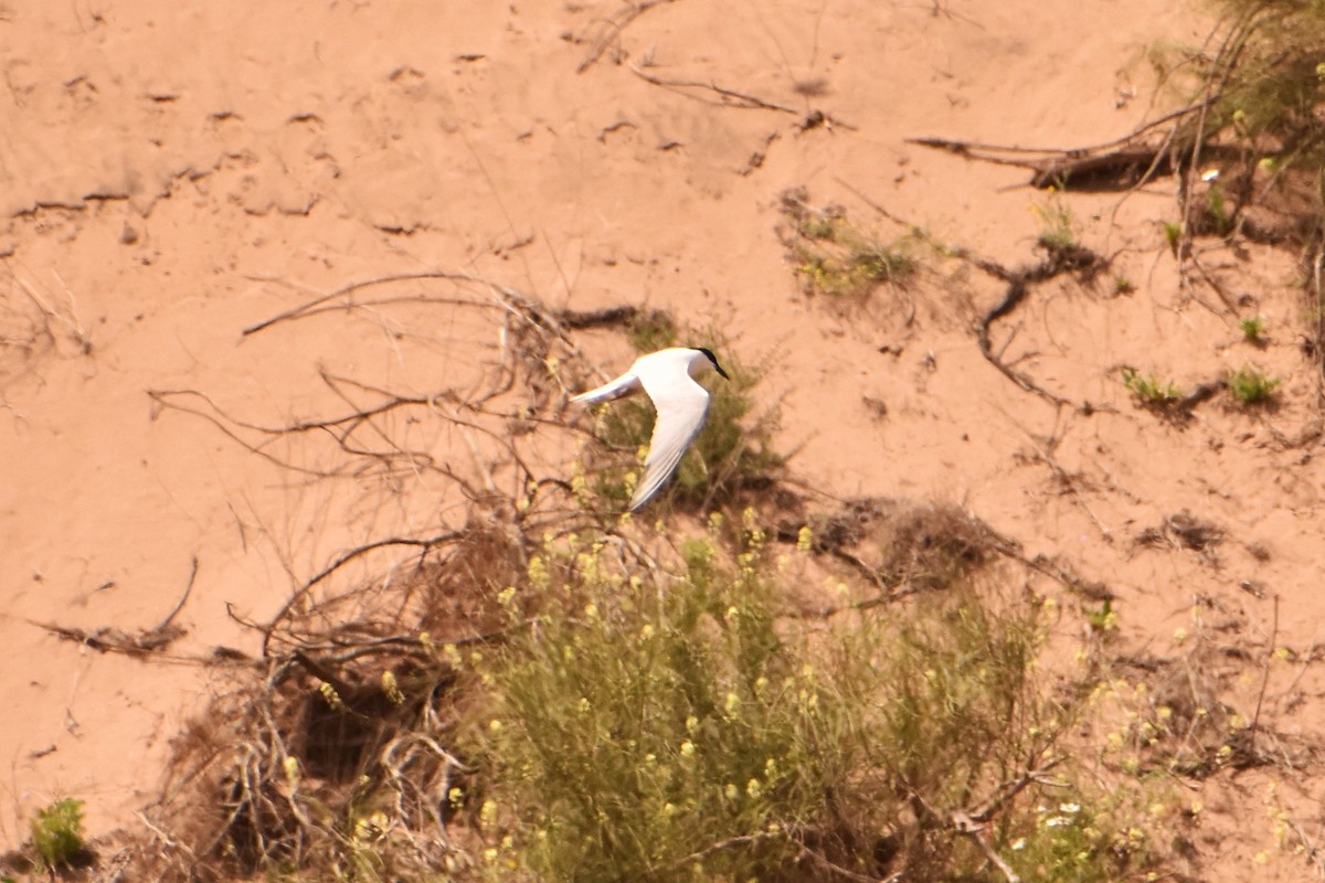 Gull-billed Tern - ML620355209