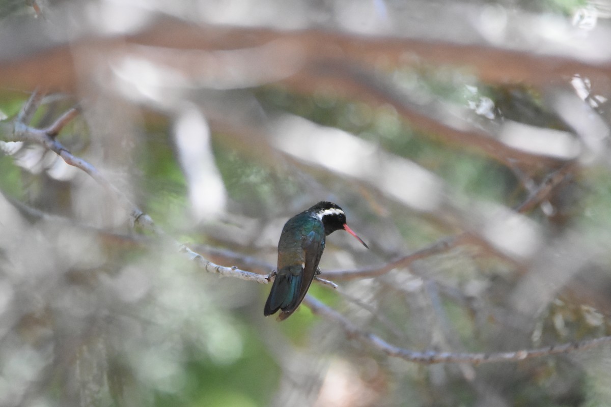 kolibřík bělouchý - ML620355211