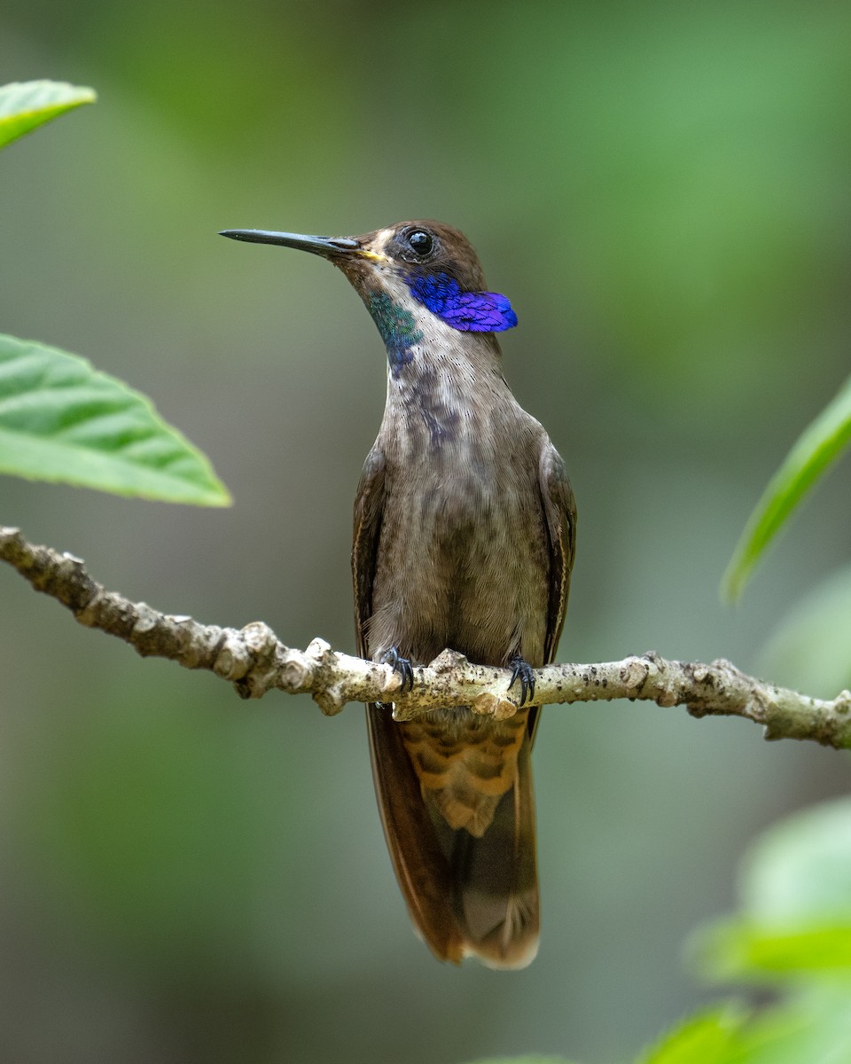 kolibřík fialovouchý - ML620355212