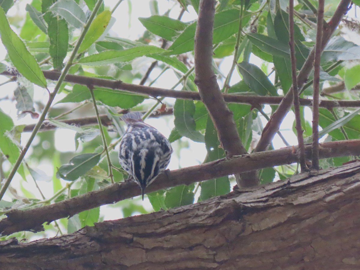 Black-and-white Warbler - ML620355214