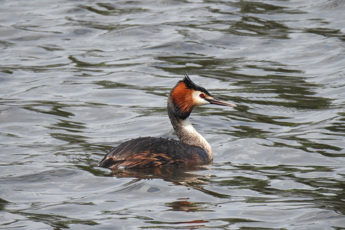 Great Crested Grebe - Peter Hines