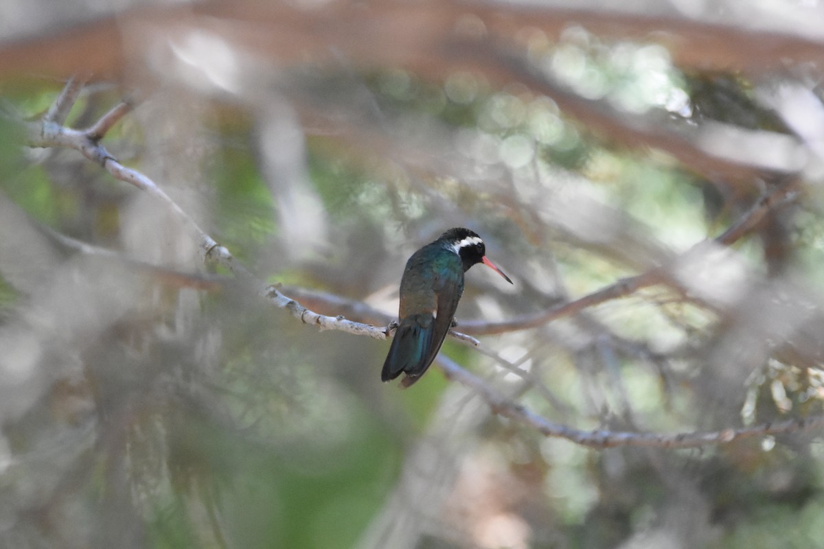 kolibřík bělouchý - ML620355220