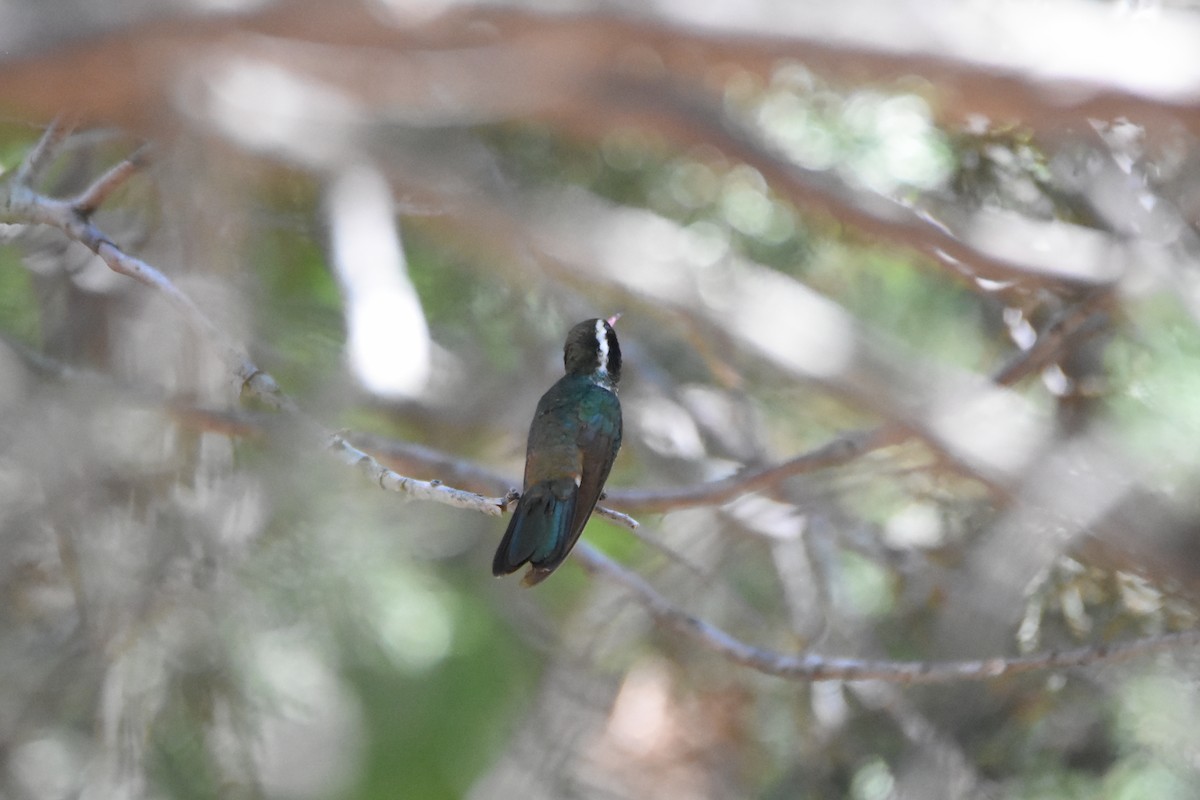 kolibřík bělouchý - ML620355230