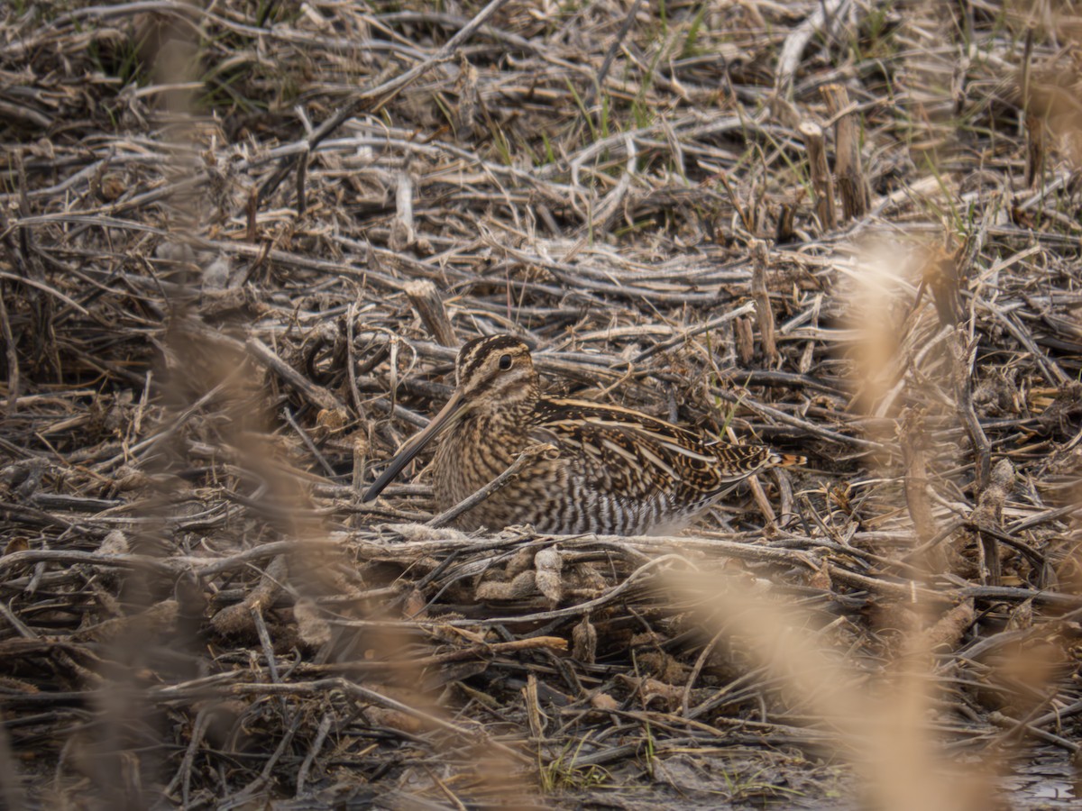 Wilson's Snipe - ML620355233