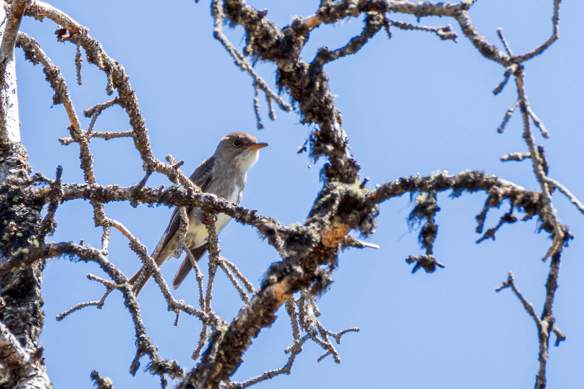 Olive-sided Flycatcher - ML620355237