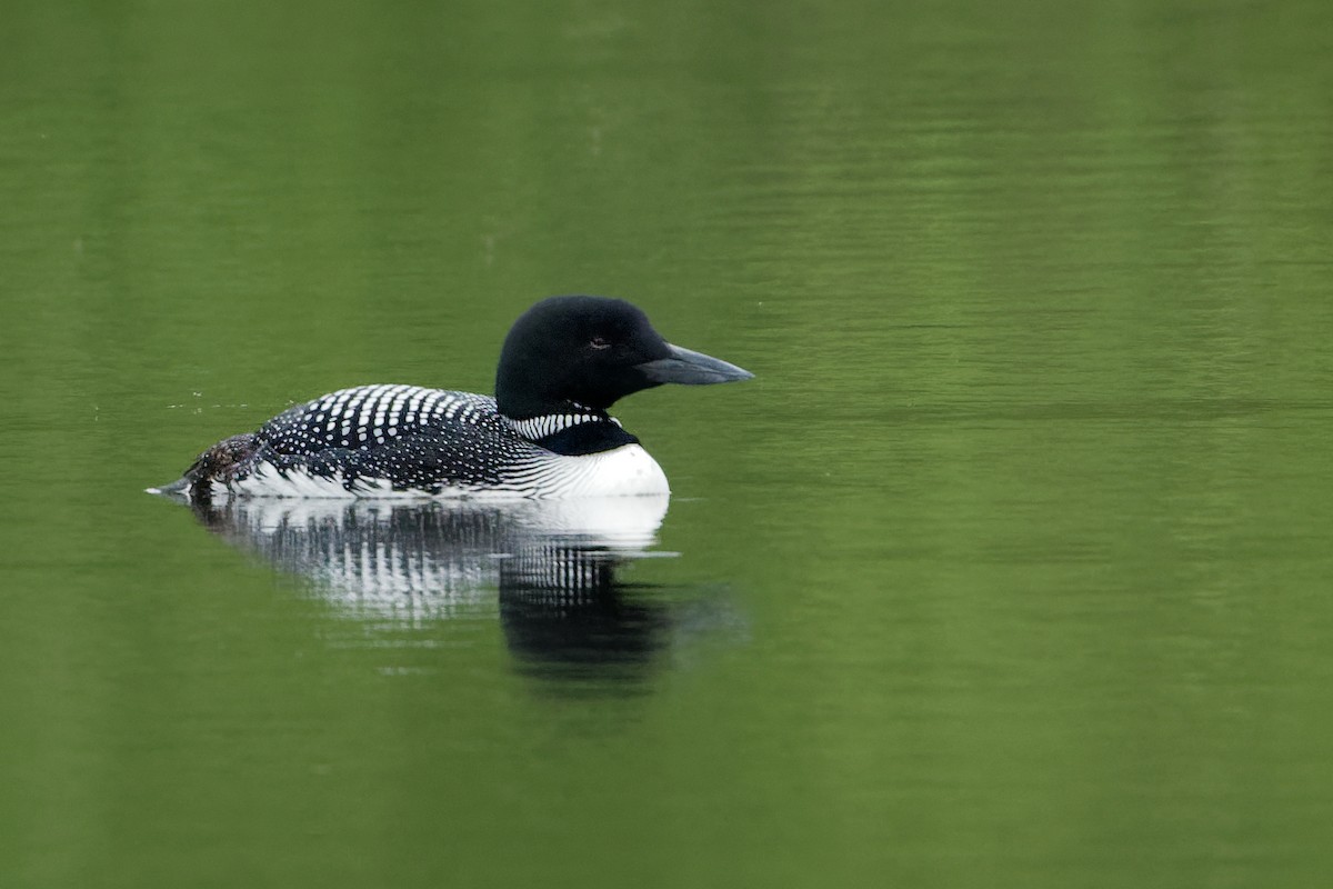 Common Loon - Scott Page