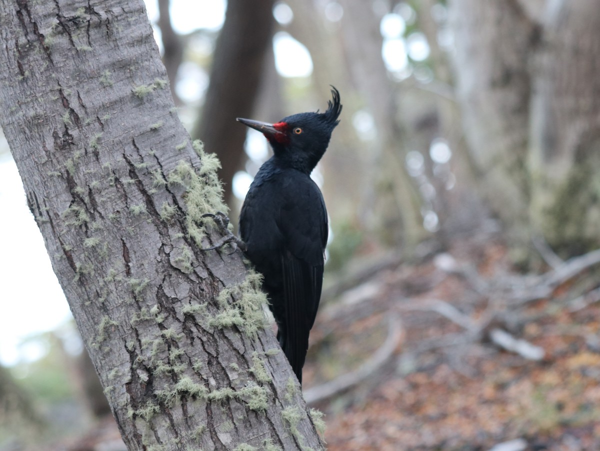 Magellanic Woodpecker - ML620355251