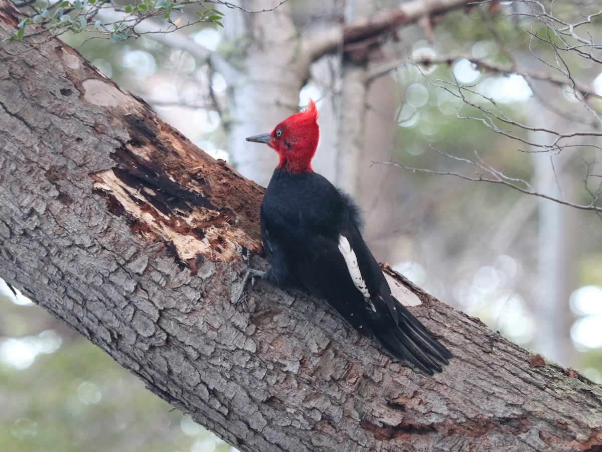 Magellanic Woodpecker - ML620355252