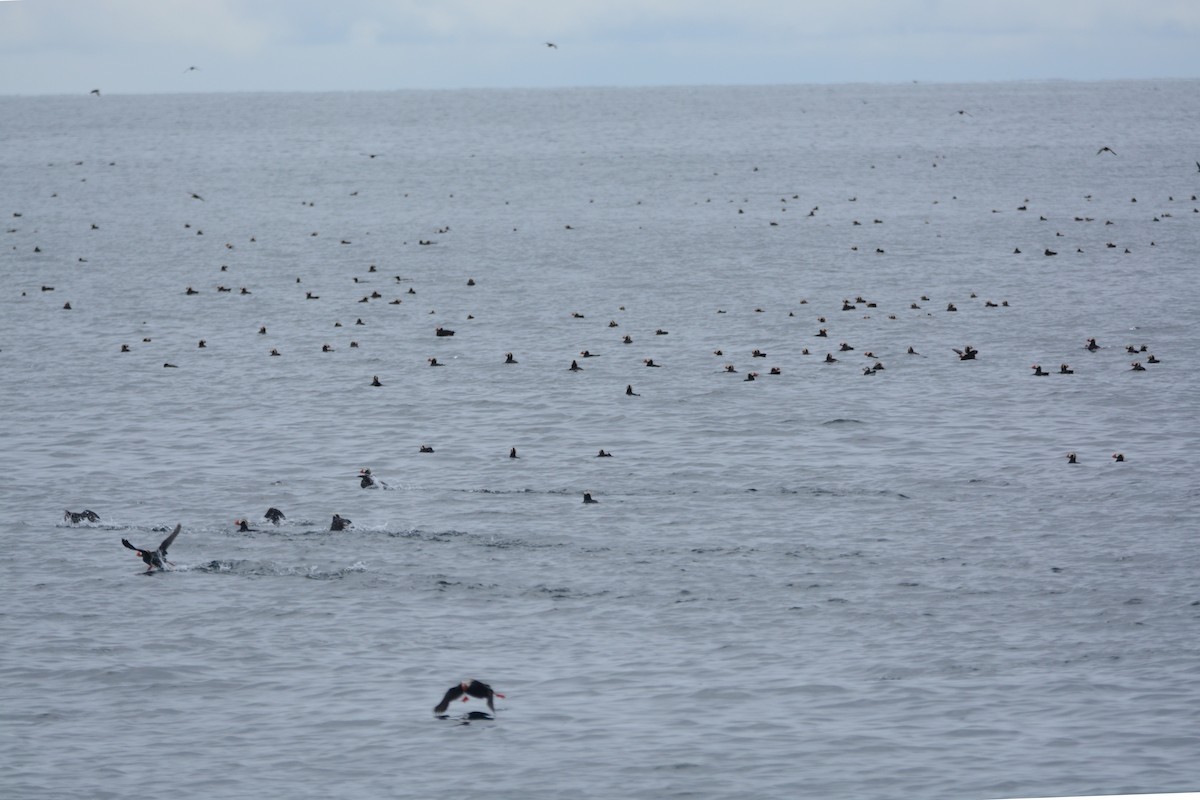 Tufted Puffin - ML620355254