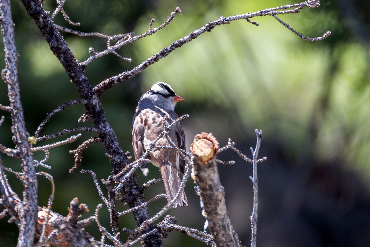White-crowned Sparrow - ML620355259