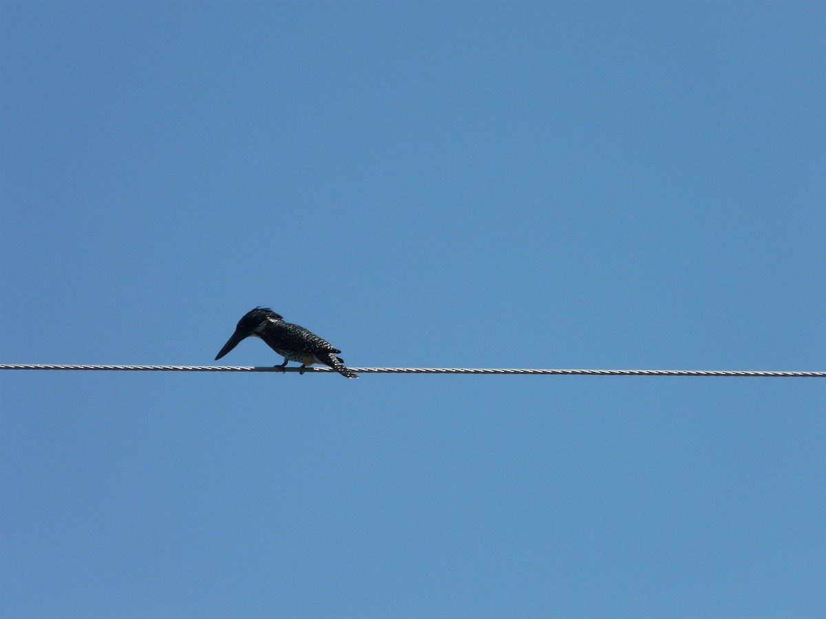 Giant Kingfisher - ML620355261