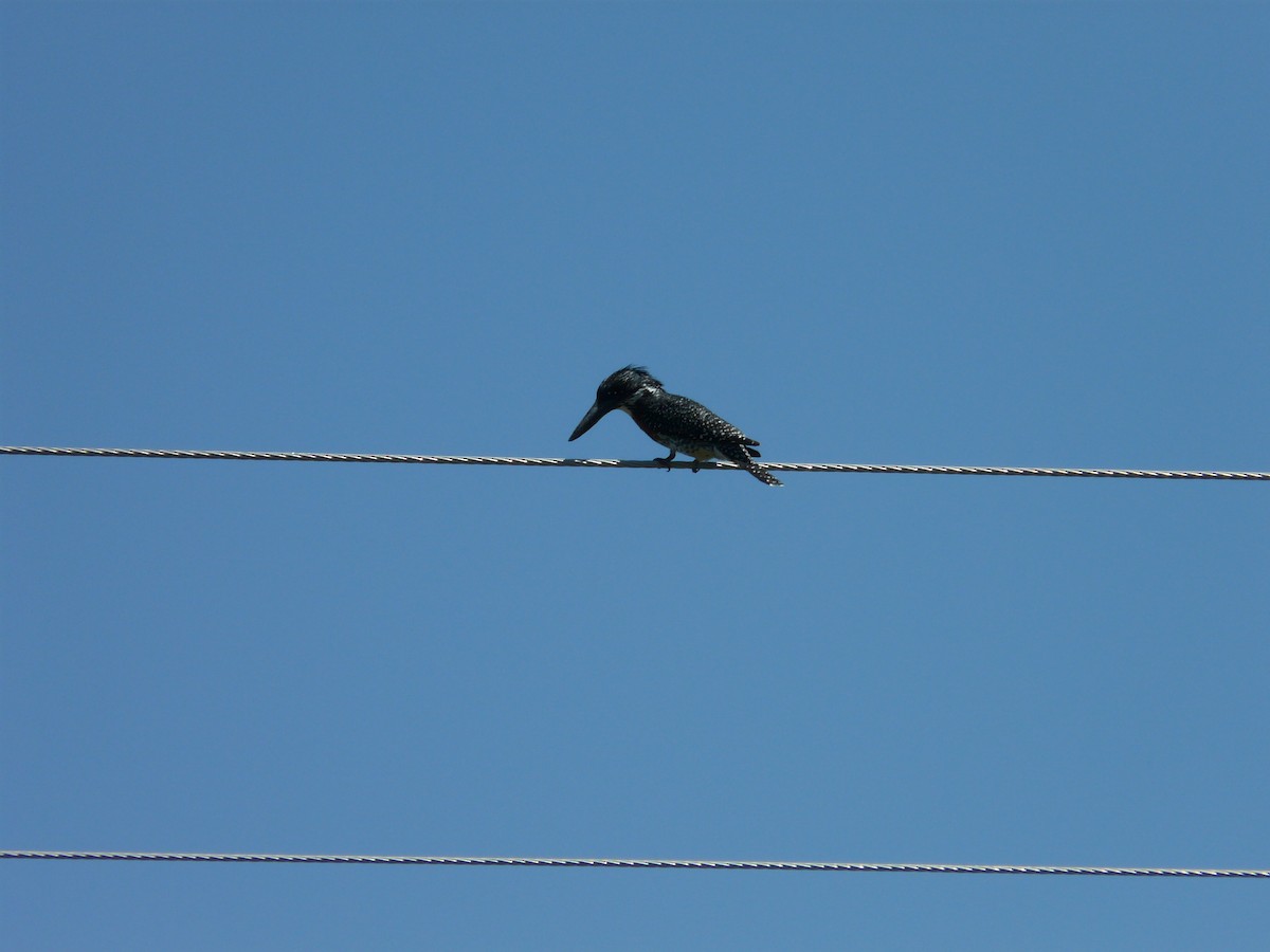 Giant Kingfisher - ML620355262