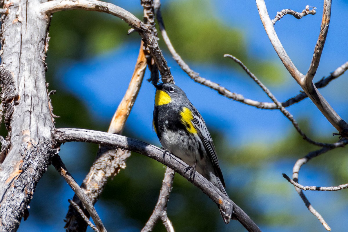 Yellow-rumped Warbler (Audubon's) - ML620355265