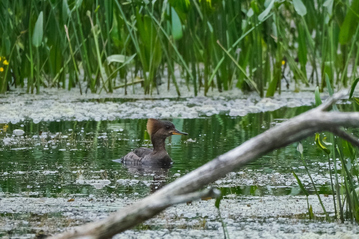 Hooded Merganser - ML620355266