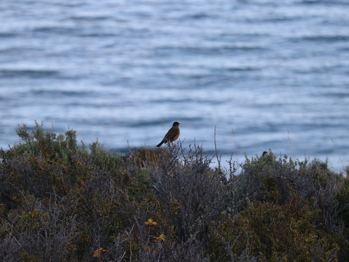 Austral Thrush - ML620355268