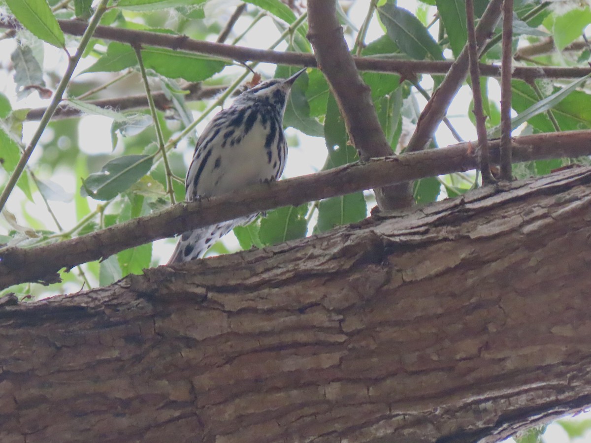Black-and-white Warbler - ML620355272