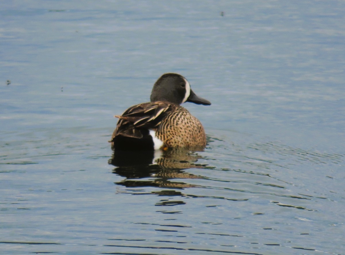 Blue-winged Teal - ML620355273