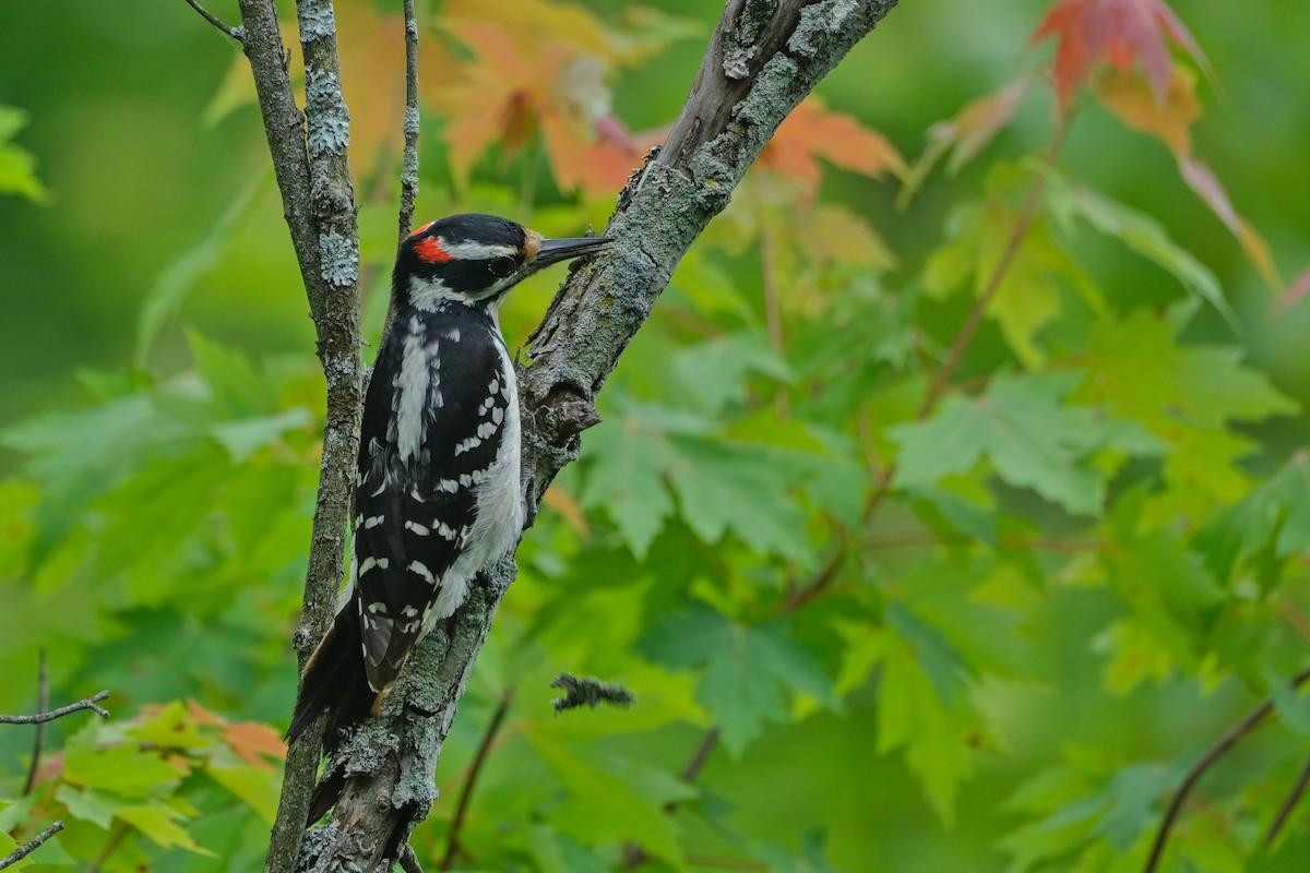 Hairy Woodpecker - ML620355286