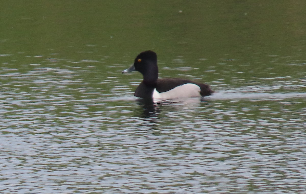 Ring-necked Duck - Alfred Scott