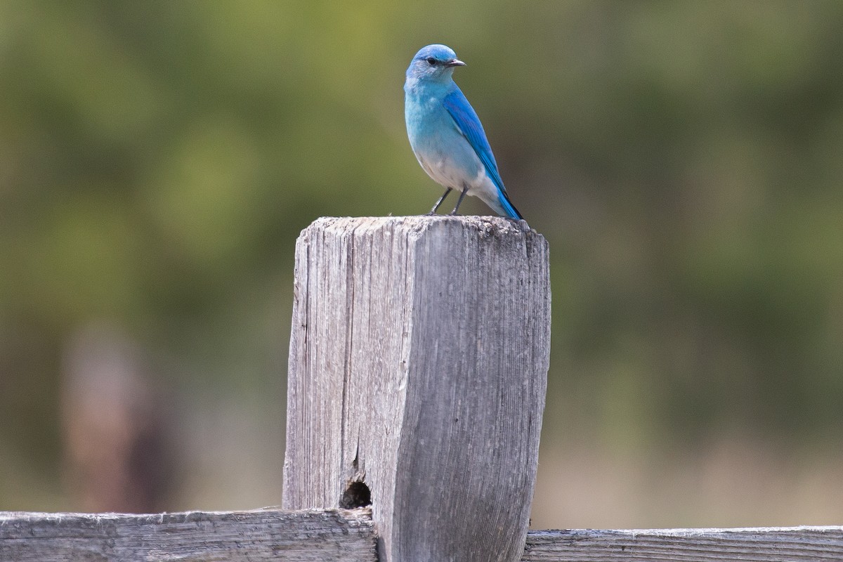 Mountain Bluebird - ML620355297