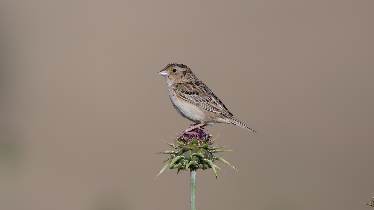 Grasshopper Sparrow - ML620355301
