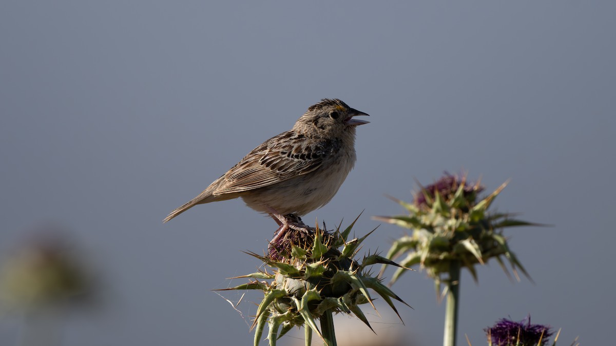 Grasshopper Sparrow - ML620355305
