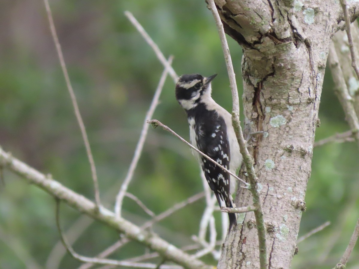 Downy Woodpecker - ML620355313