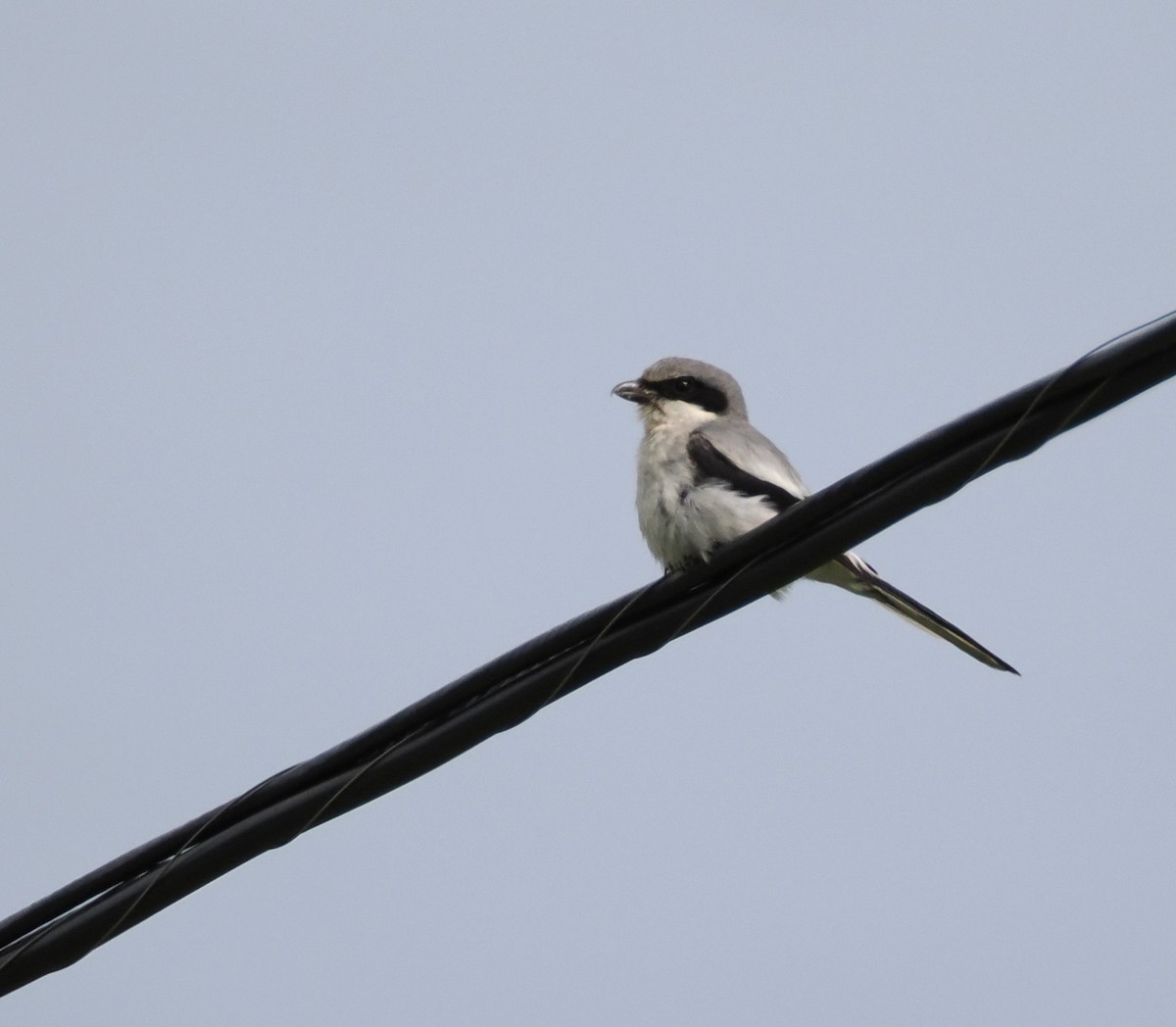 Loggerhead Shrike - ML620355319