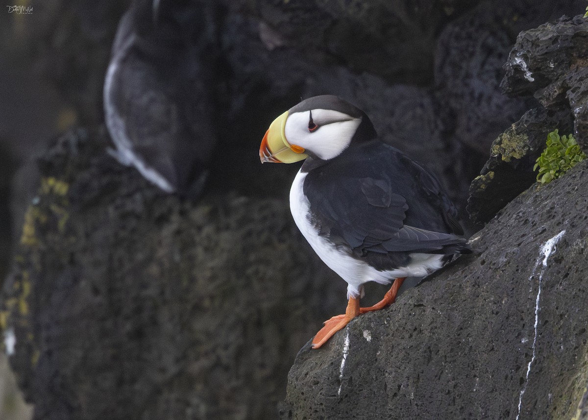 Horned Puffin - ML620355320