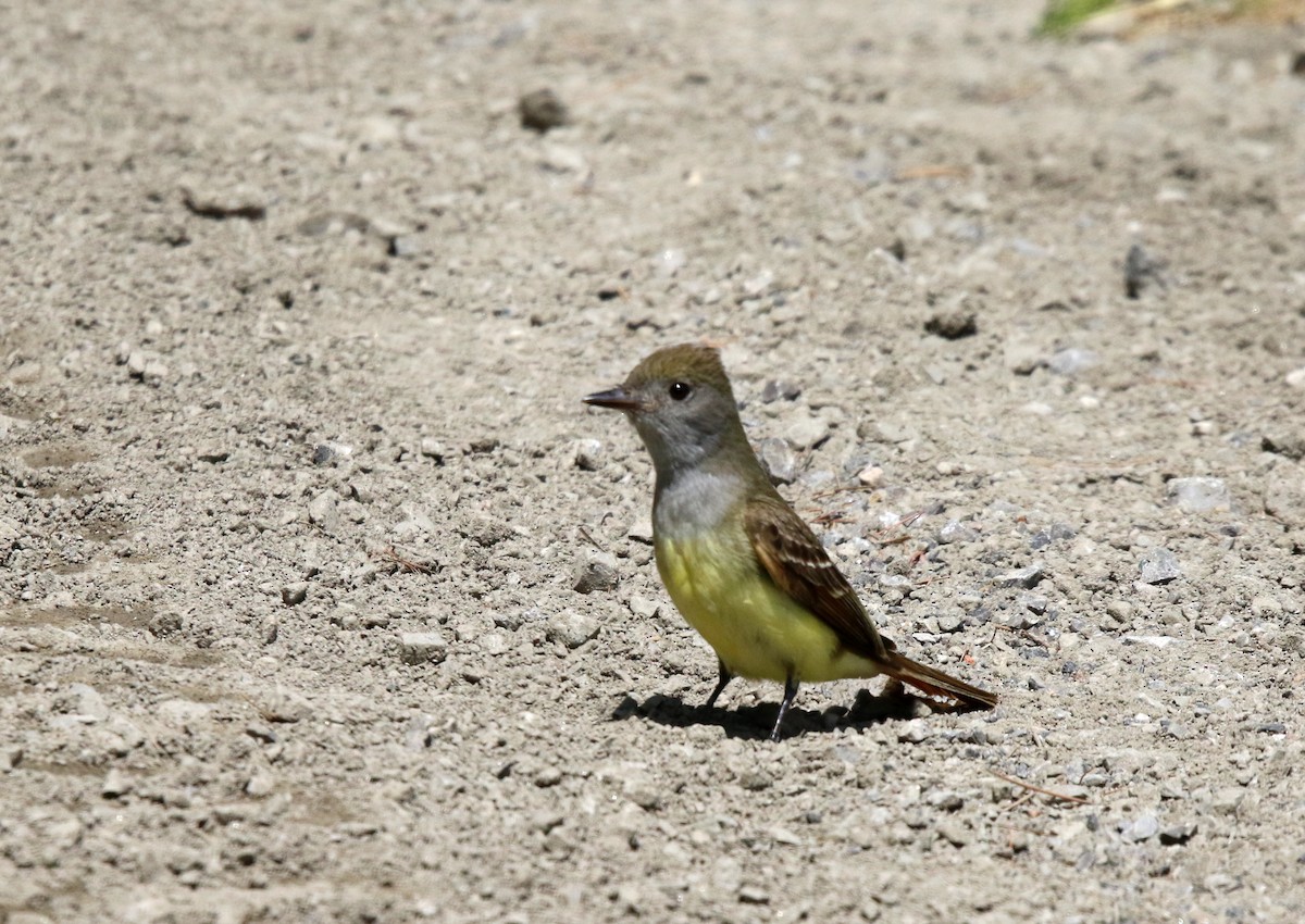 Great Crested Flycatcher - ML620355329