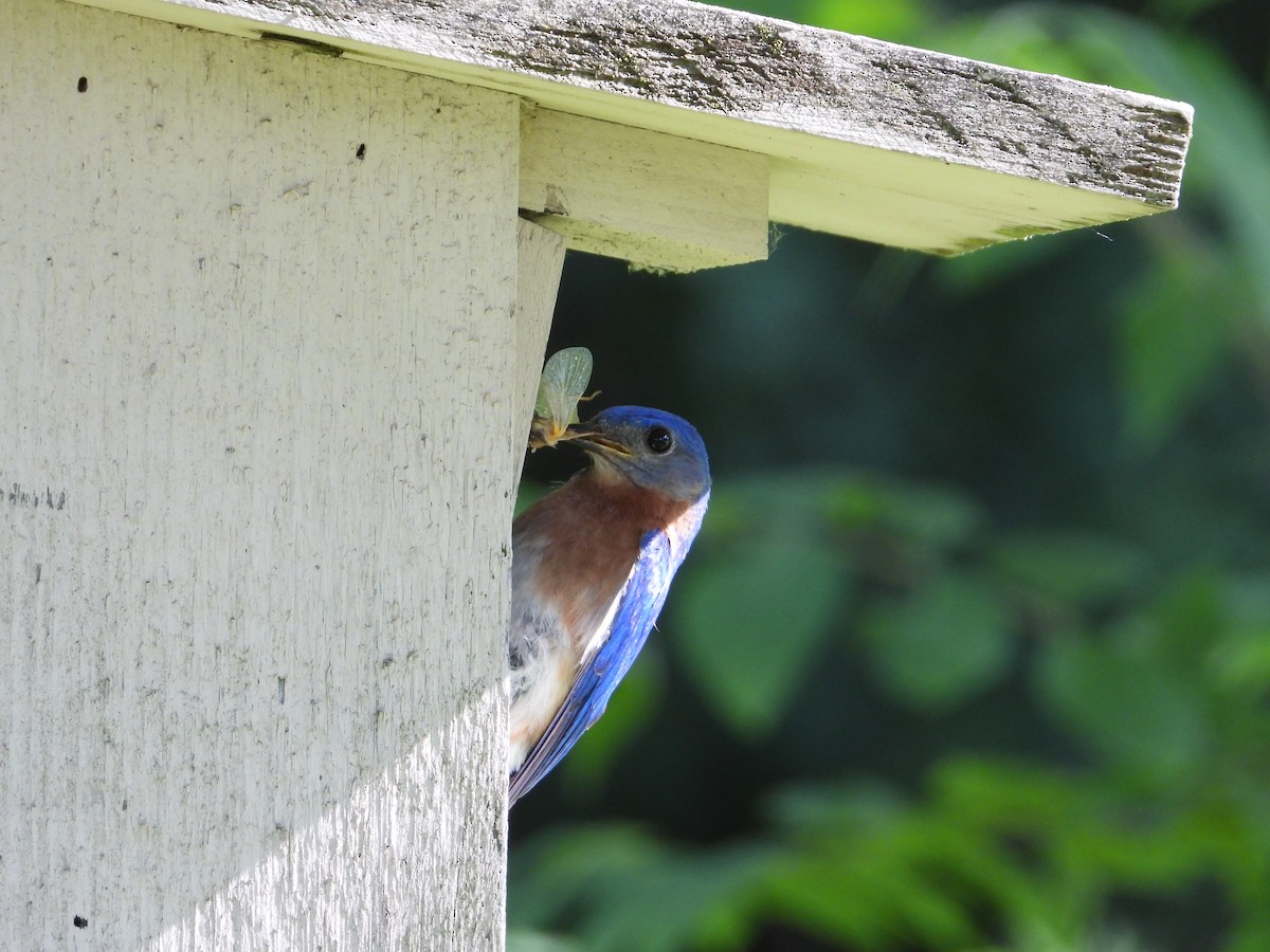 Eastern Bluebird - ML620355336