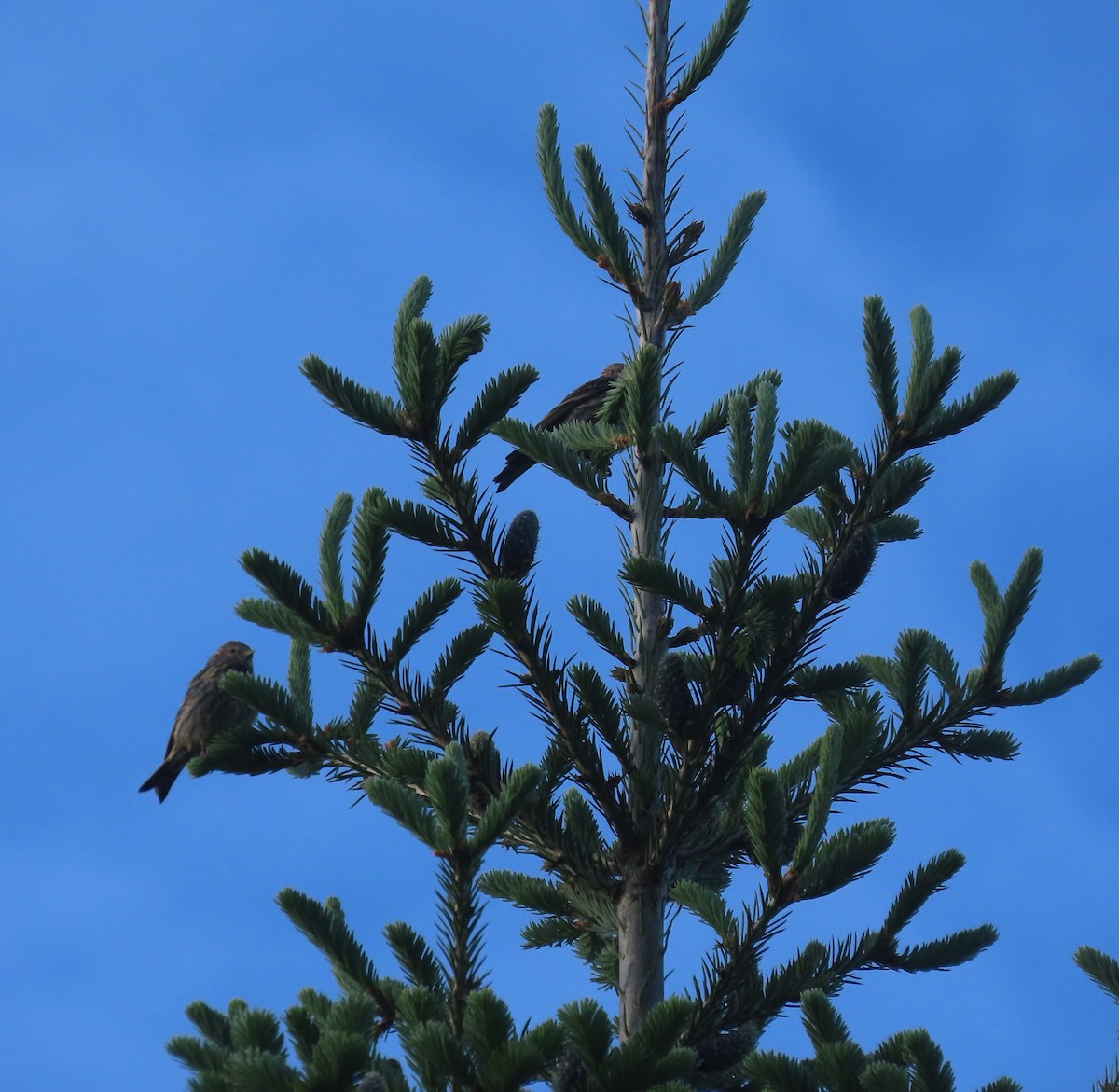 Pine Siskin - ML620355337