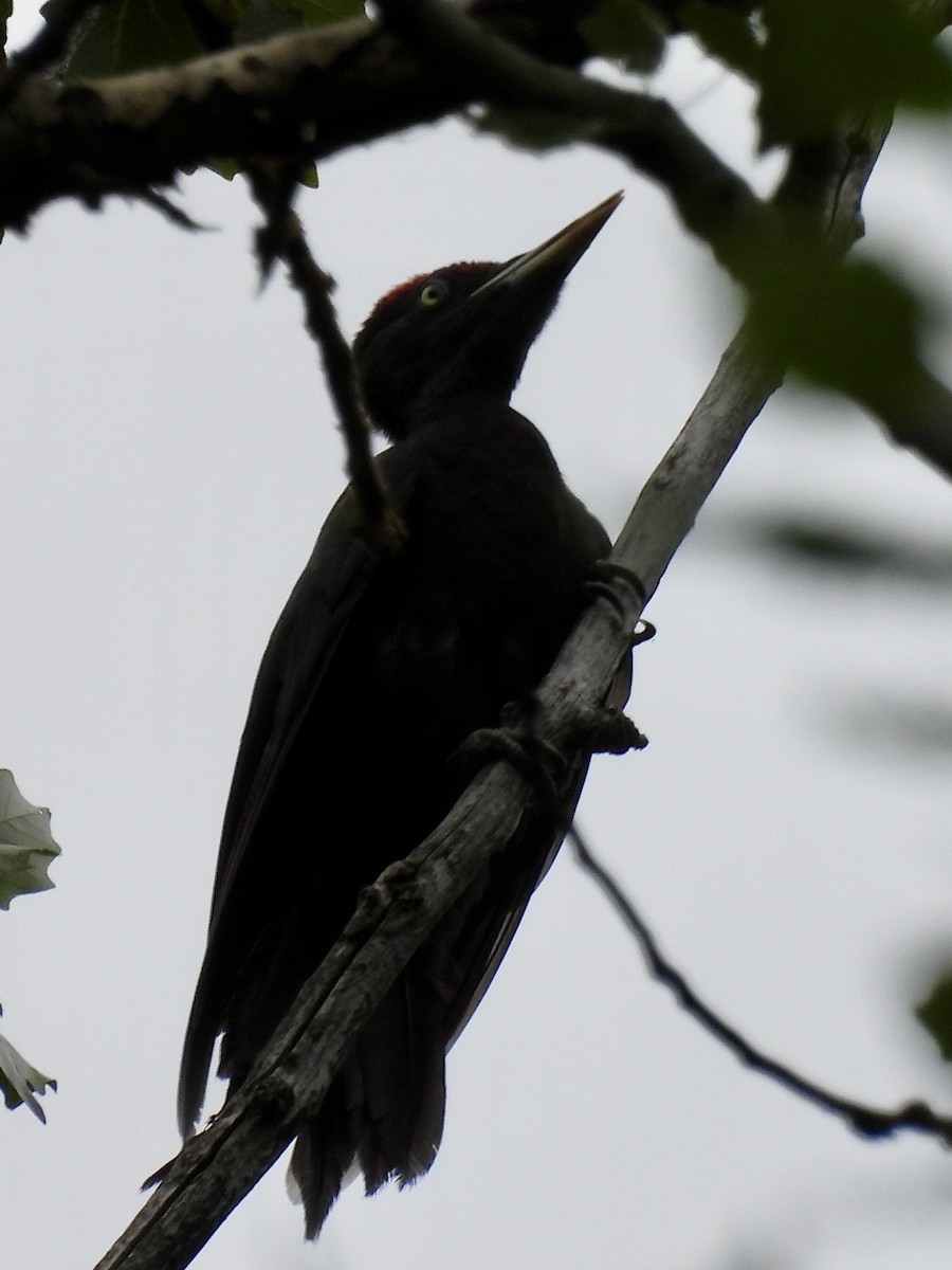 Black Woodpecker - ML620355338