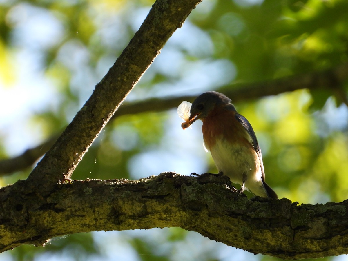 Eastern Bluebird - ML620355341