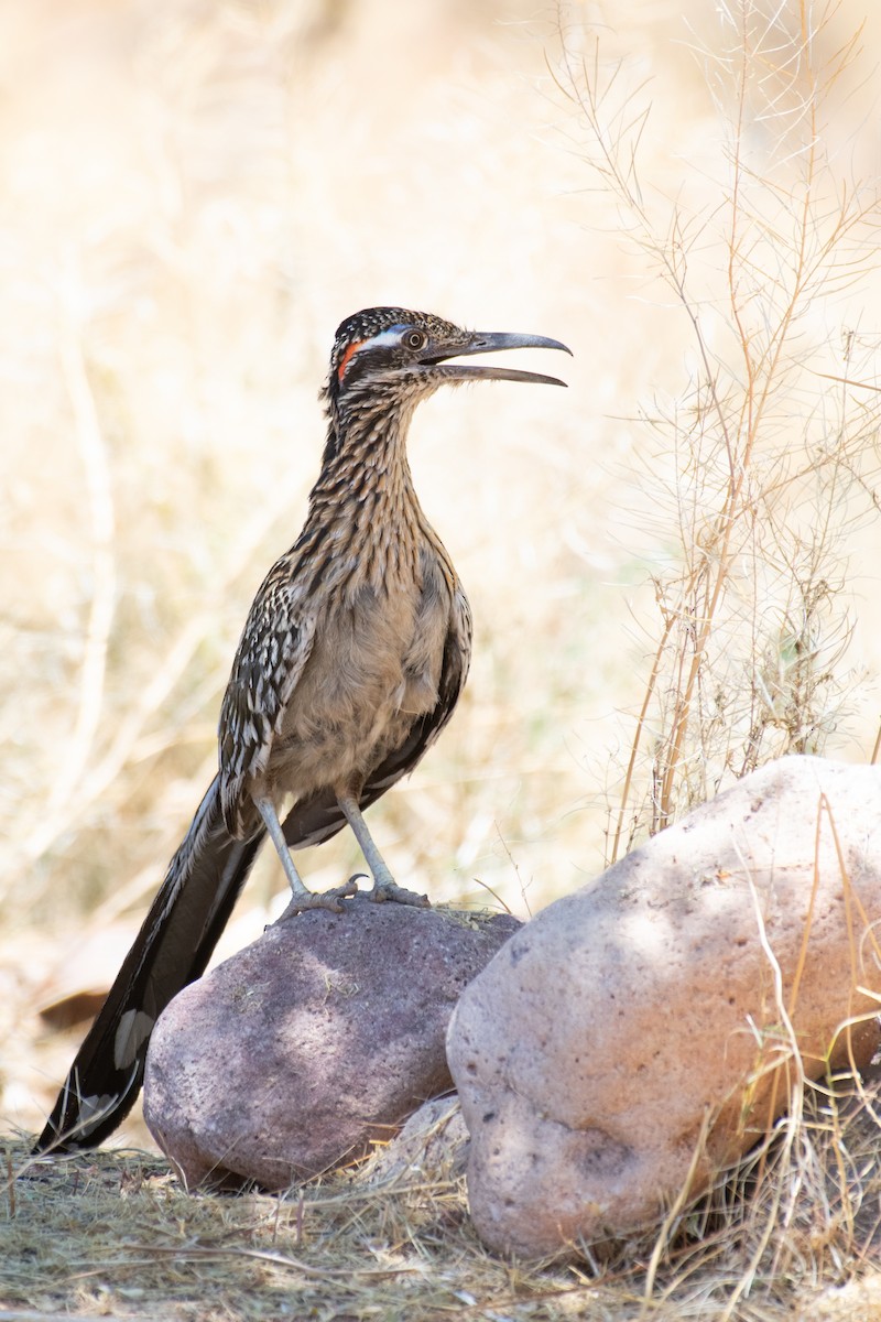 Greater Roadrunner - ML620355343