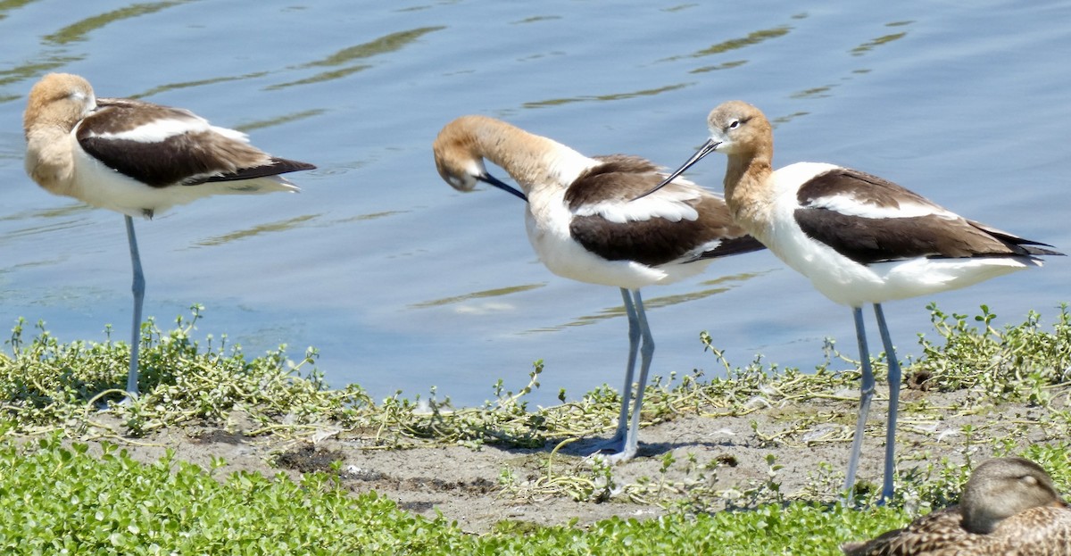 Avoceta Americana - ML620355344