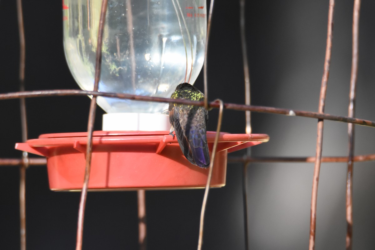 Berylline Hummingbird - ML620355367