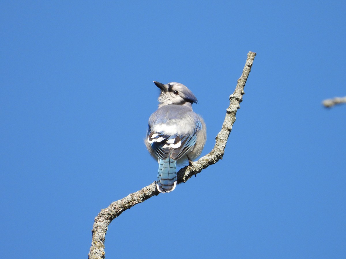 Blue Jay - ML620355369