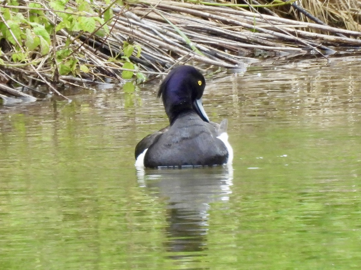 Tufted Duck - ML620355370