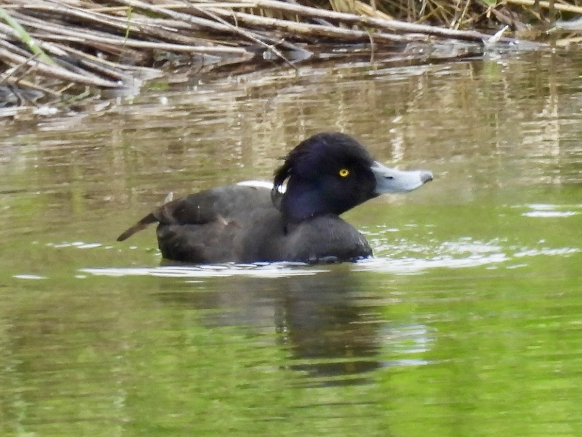 Tufted Duck - ML620355371