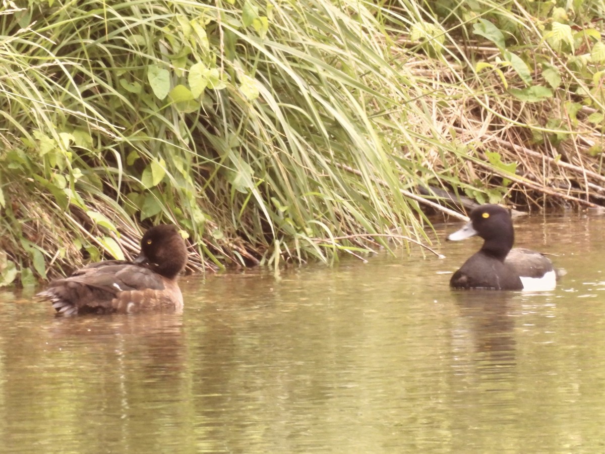 Tufted Duck - ML620355372