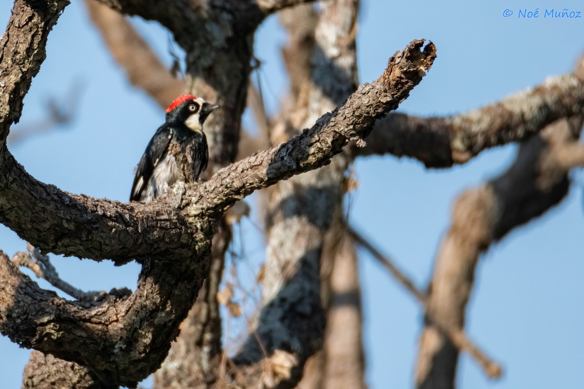 Acorn Woodpecker - ML620355387
