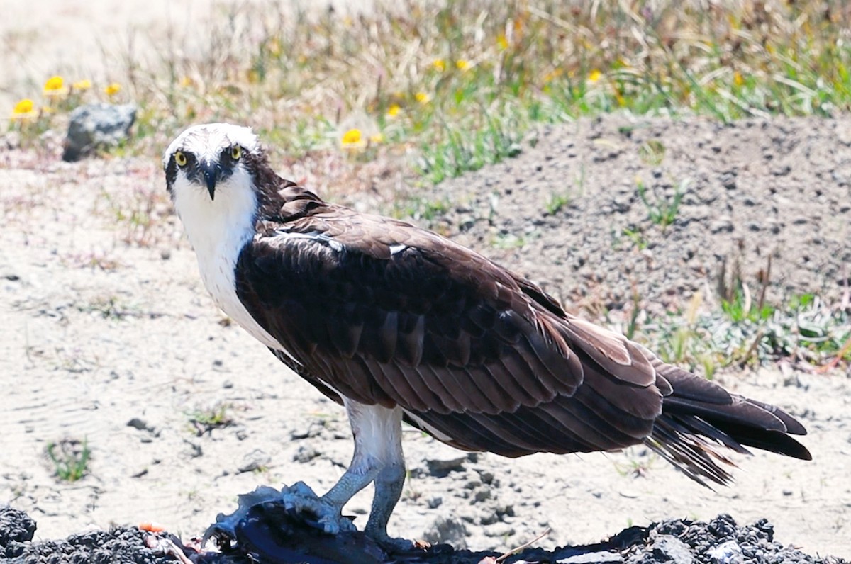 Balbuzard pêcheur - ML620355388