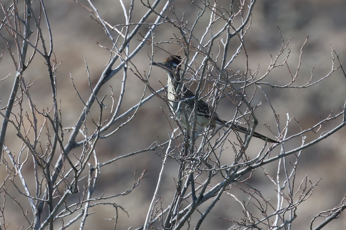 Greater Roadrunner - ML620355396