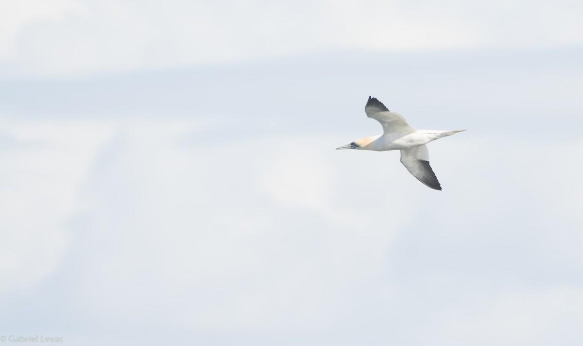 Northern Gannet - Gabriel Levac